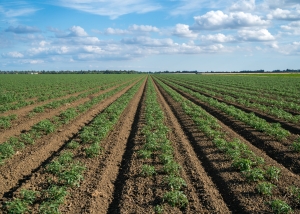 Scenic tomato field in California's Central Valley