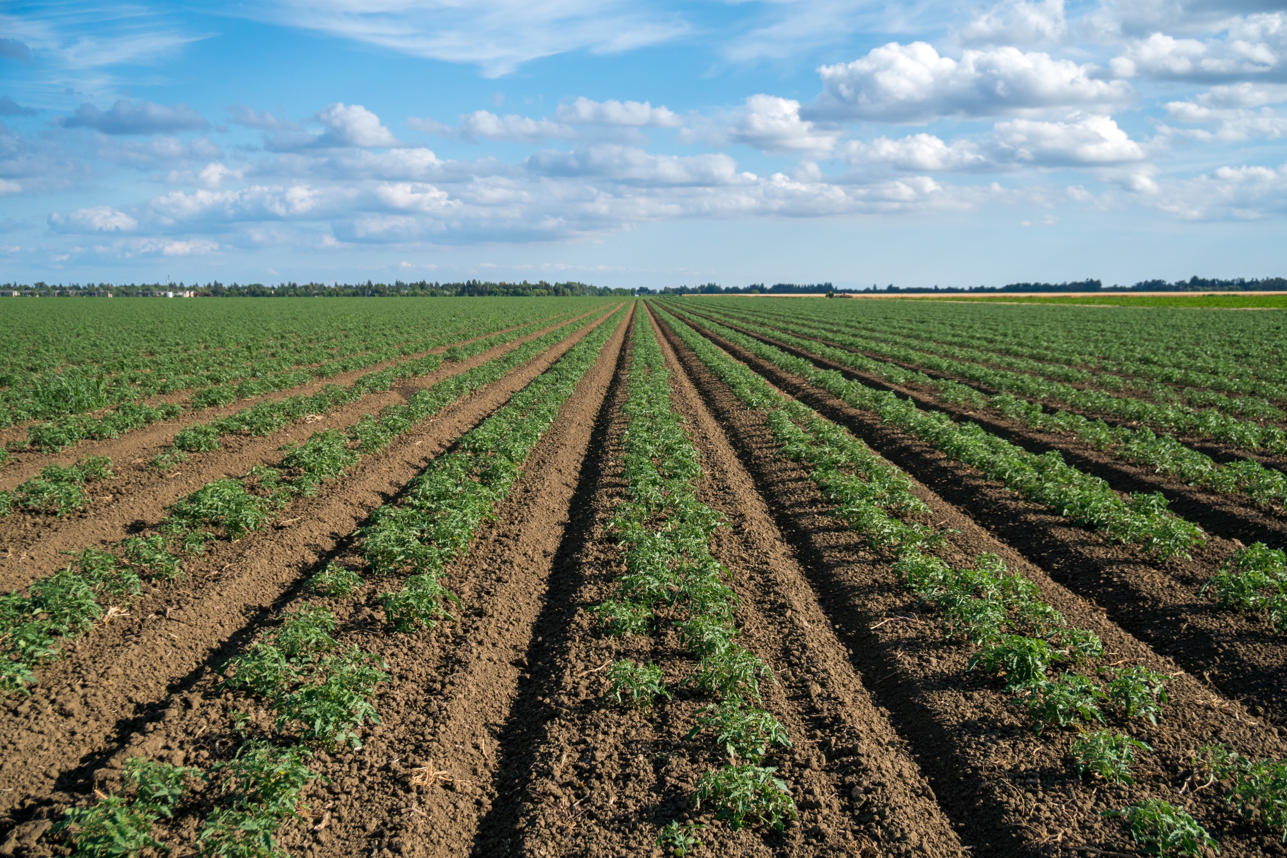 Scenic tomato field in California's Central Valley